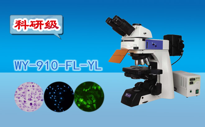 熒光顯微鏡不適合觀察活細(xì)胞，對(duì)嗎？
